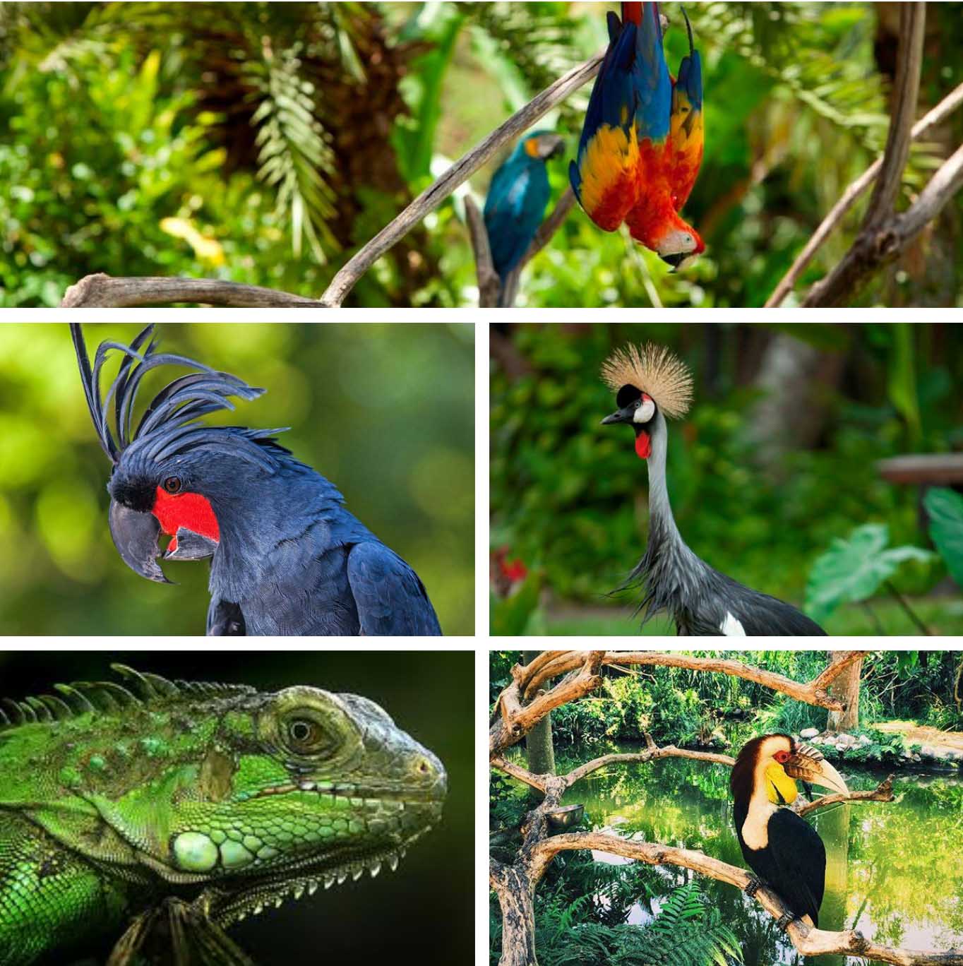 Bali Bird & Reptile Park - Bali's Wild Side - Animal Attractions