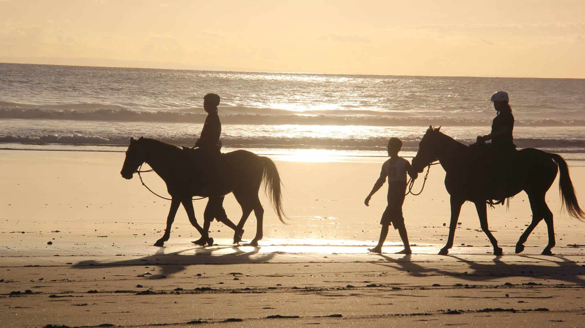 Bali-Island-Horse