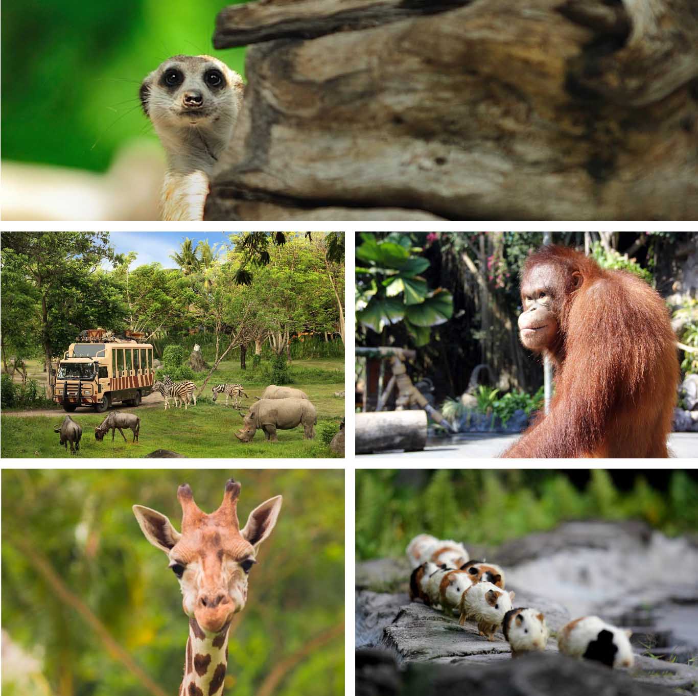 Bali Safari & Marine Park - Bali's Wild Side - Animal Attractions