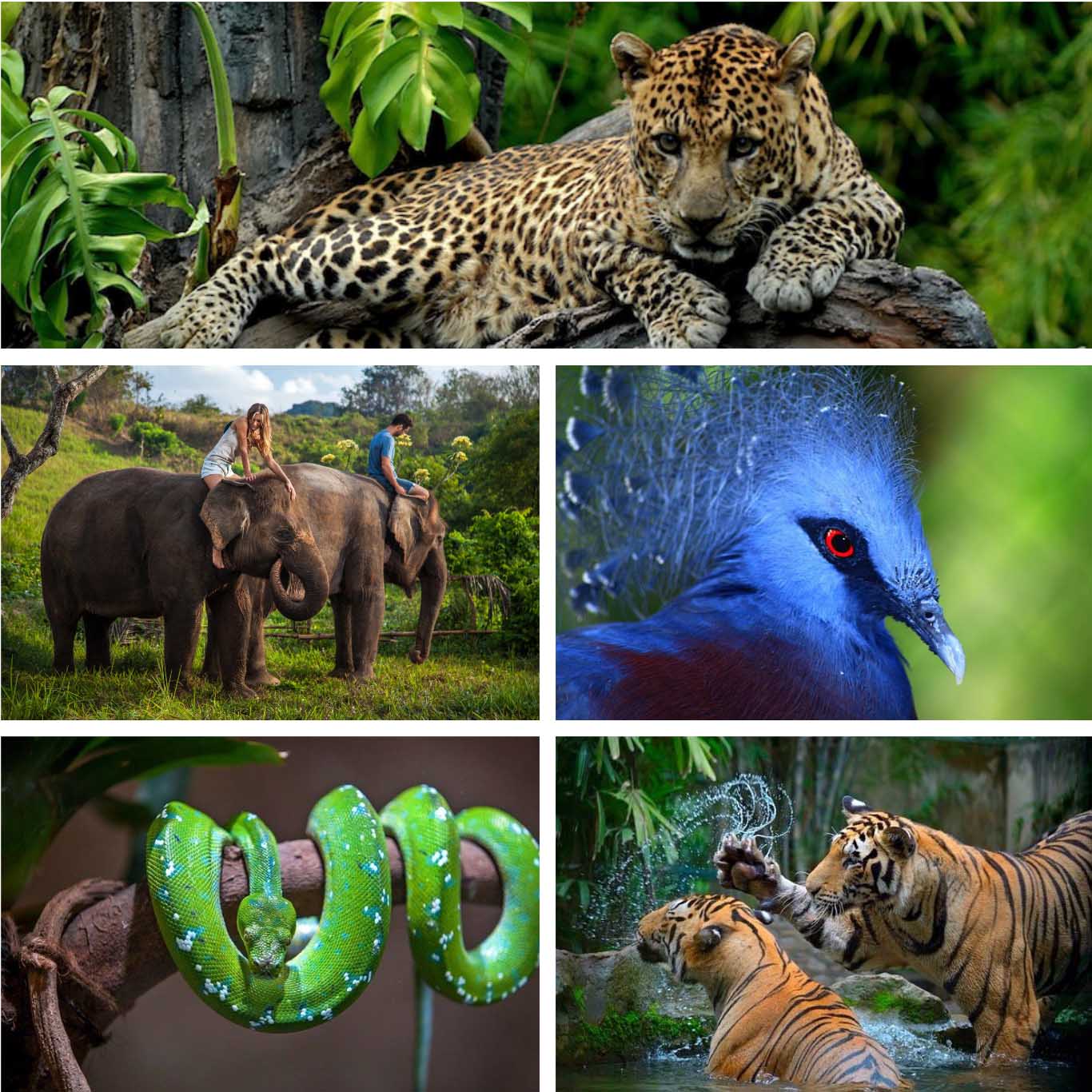 Bali Zoo - Bali's Wild Side- Animal Attractions