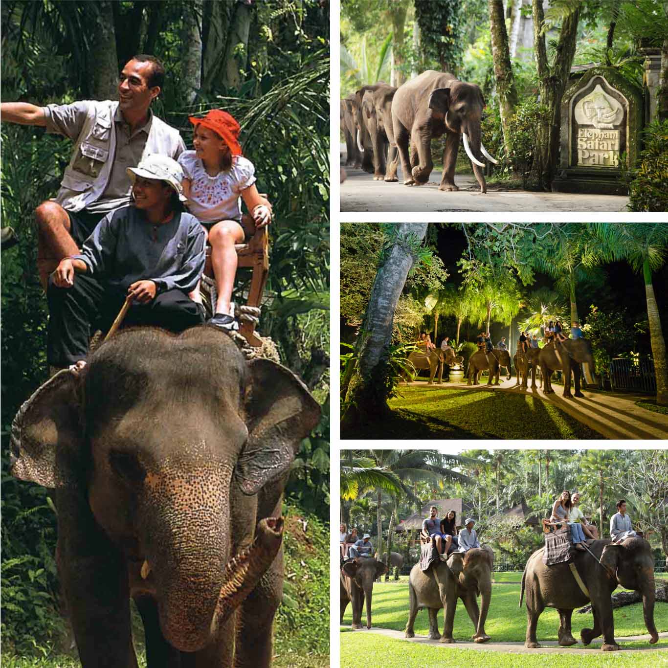 Elephant Safari Park - Bali's Wild Side - Animal Attractions