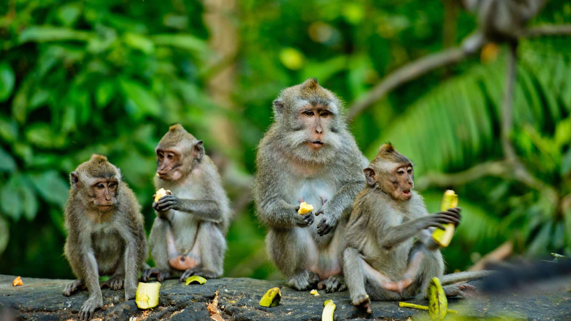 Monkey Forest Ubud