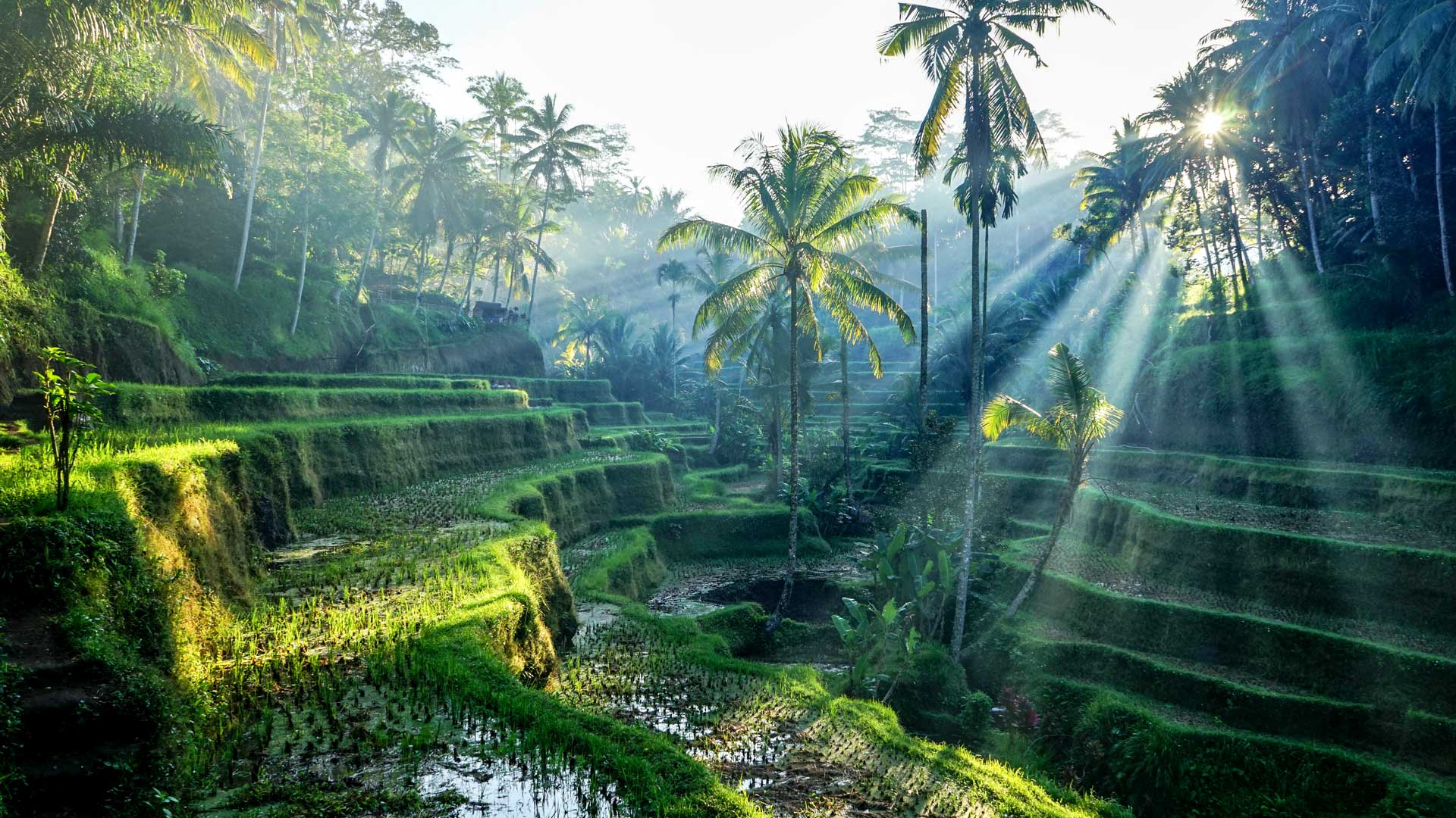 Ubud Travel Guide - Ultimate Bali